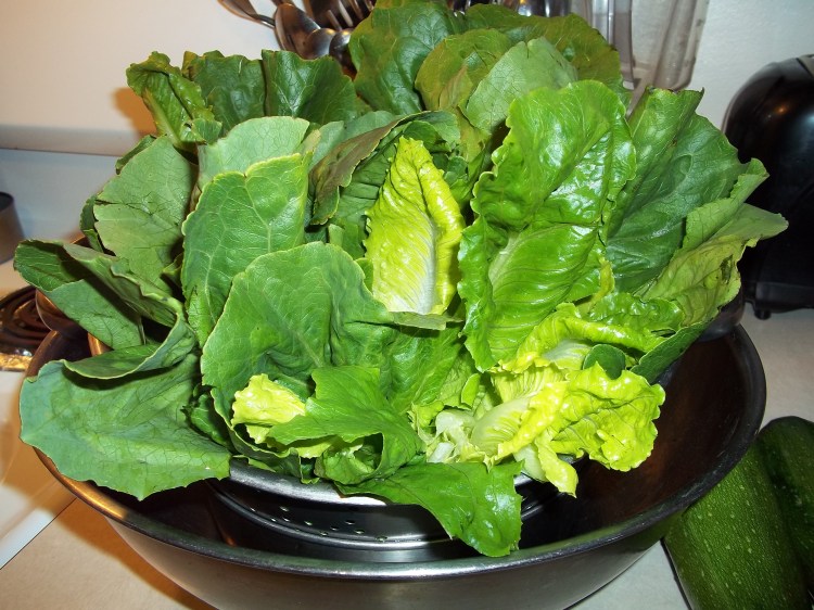 PREPPING ESCAROLE/LETTUCE 1