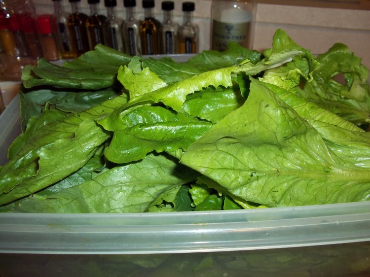 PREPPING ESCAROLE/LETTUCE 2