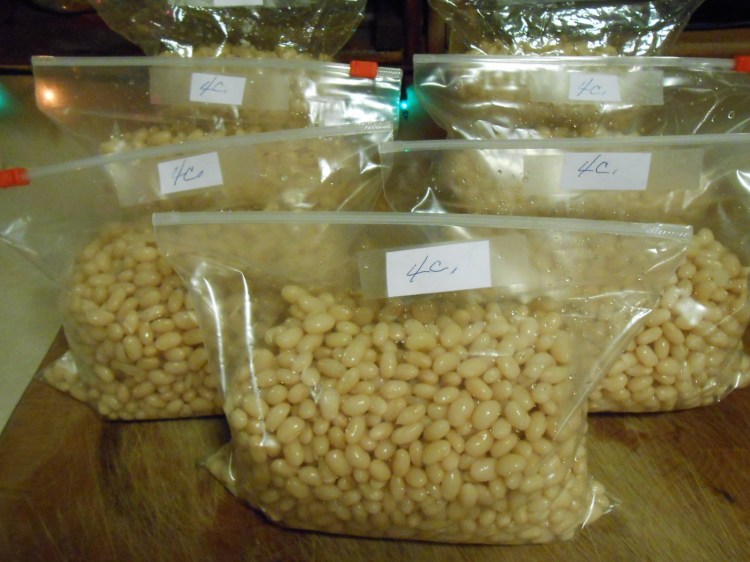 SOAKED NAVY BEANS FOR FREEZING