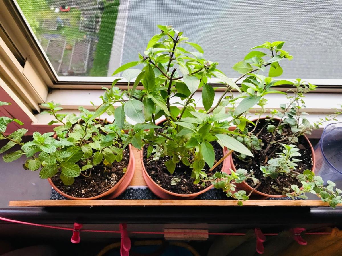A WINDOW GARDEN GROWS IN&nbsp;SHADE