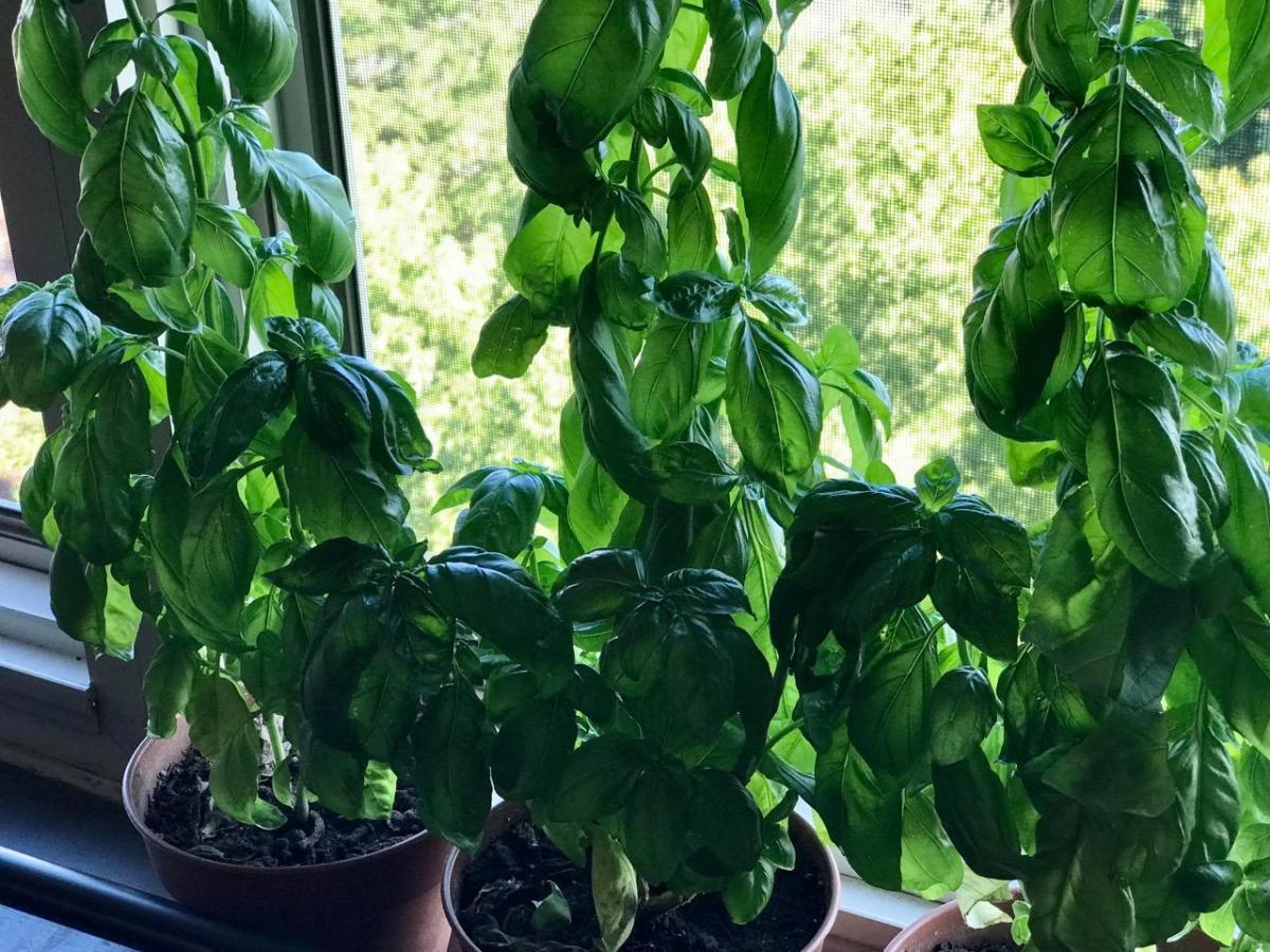 BEST BASIL I EVER&nbsp;TASTED